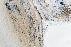 Best Mold Damage Restoration  in Savanna, IL